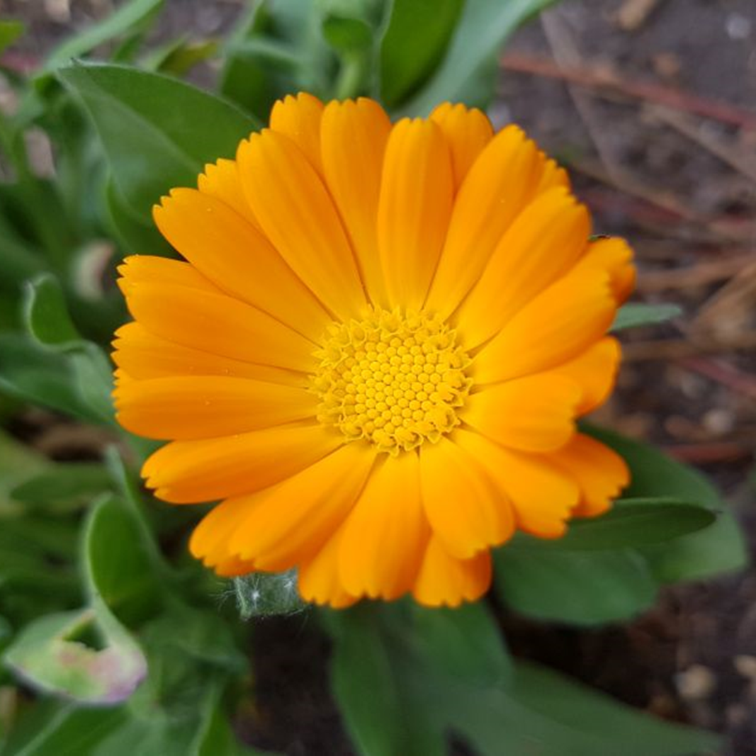 So zart wie eine Blüte ist eine Charis Cara Behandlung.