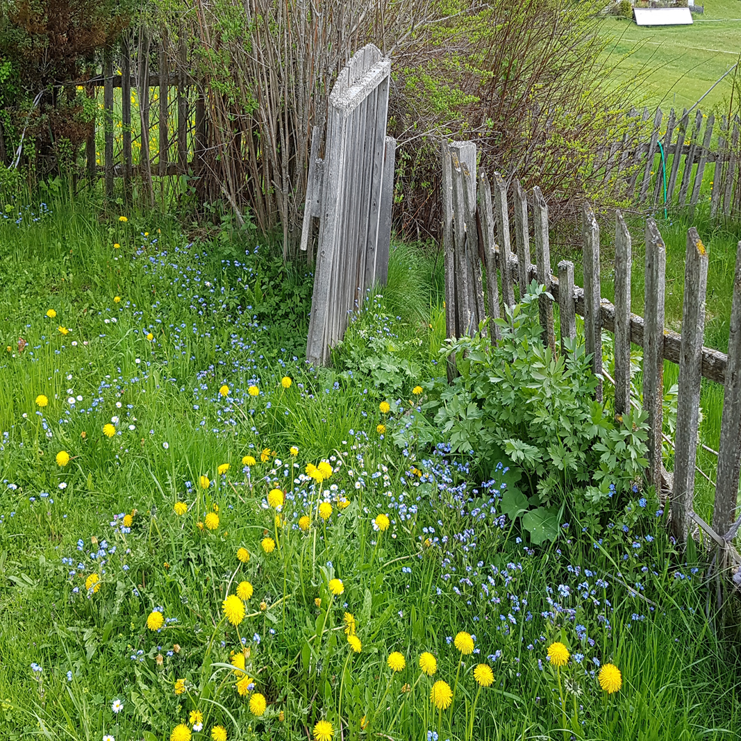 Eine offene Holztüre im Gartenzaun. Das Gras wuchert und es wachsen gelbe Loewenzahnblüten.