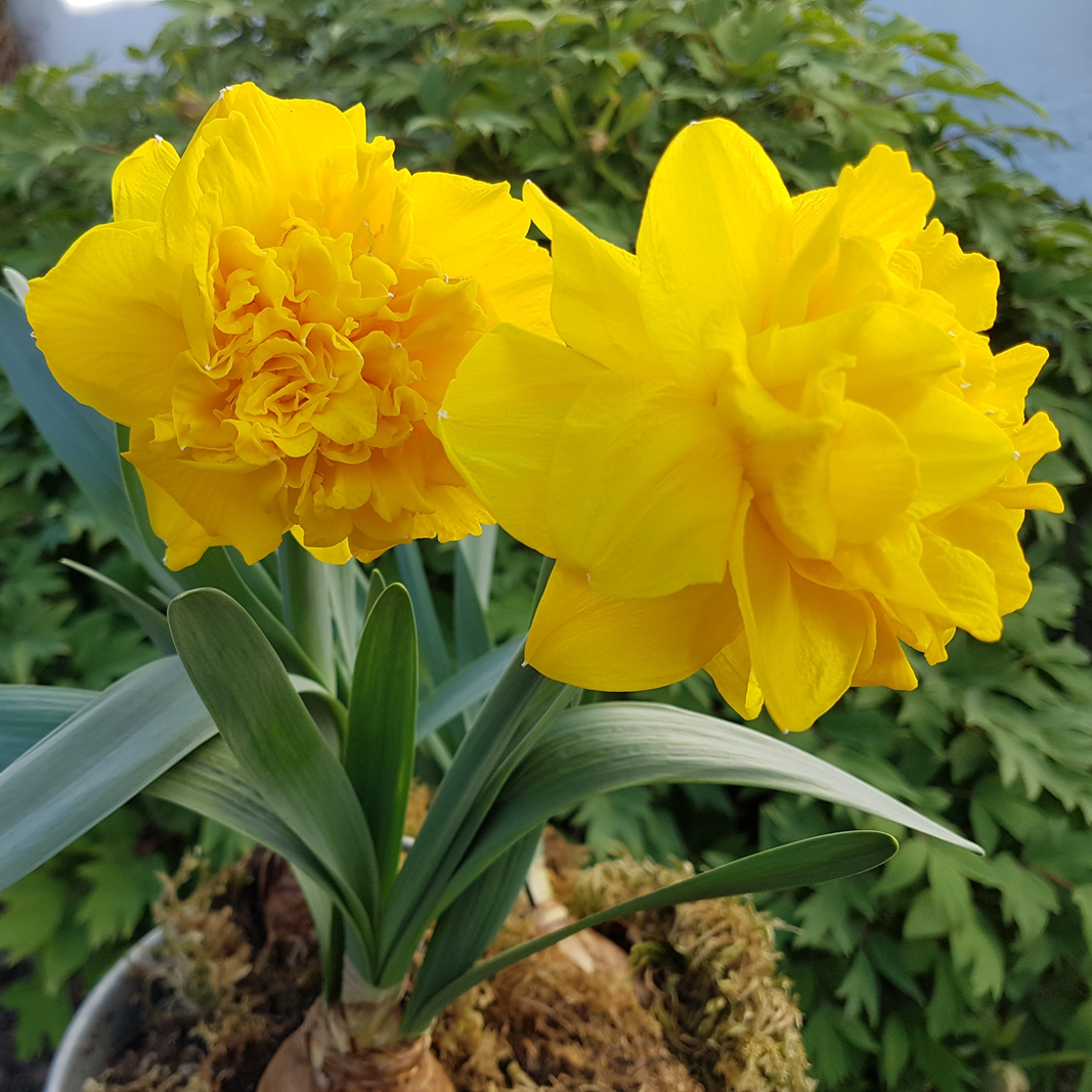 Gelb leuchtende Glockenblume mit Blumenzwiebel