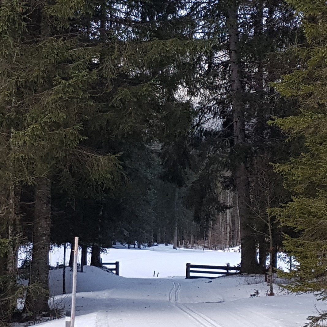 Ein Winterwald mit Schnee und einer Loipe.