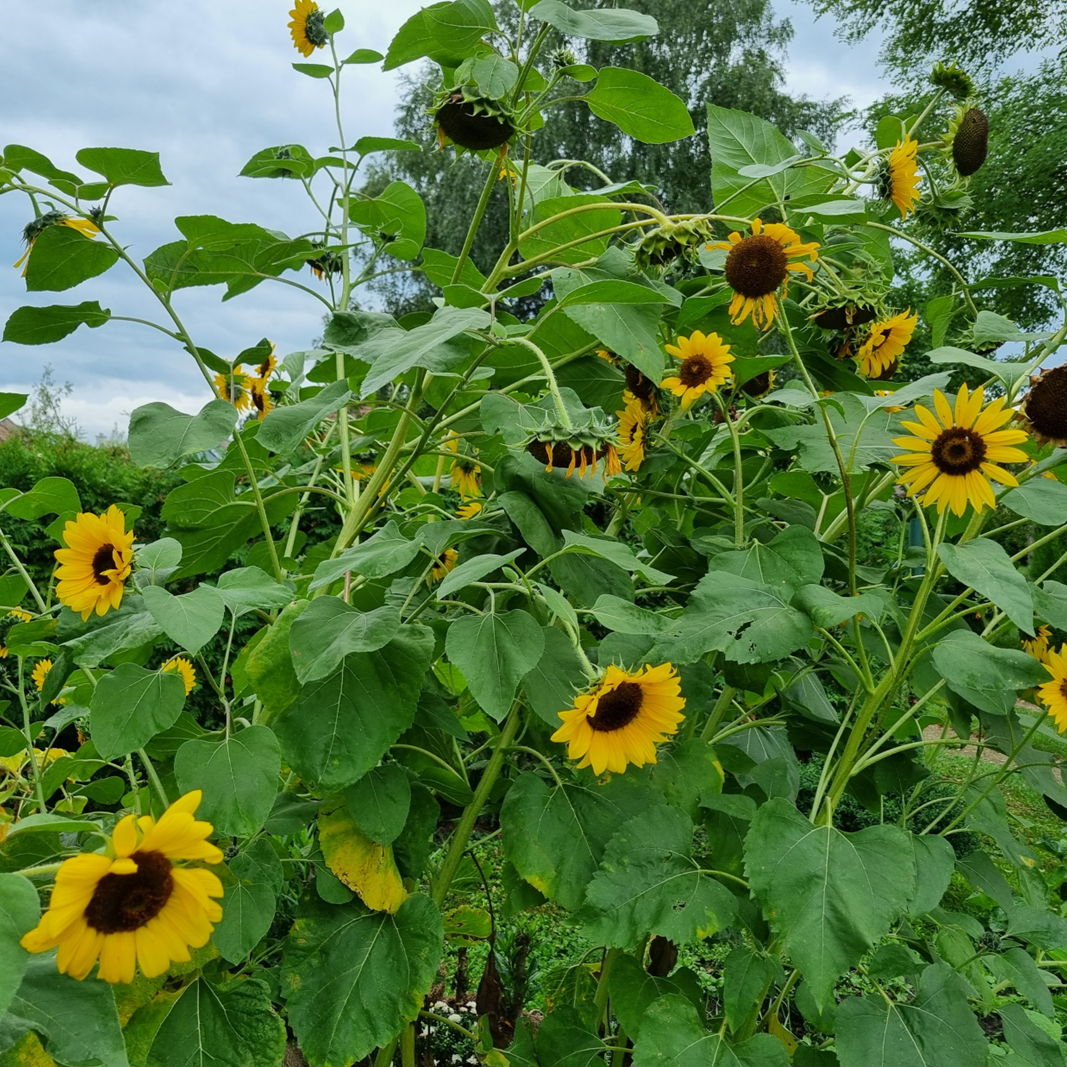 Ein Strauch voller Sonnenblumen, die sich entspannt im Wind bewegen. Kinesiologie wirkt entspannen und baut Stress ab.