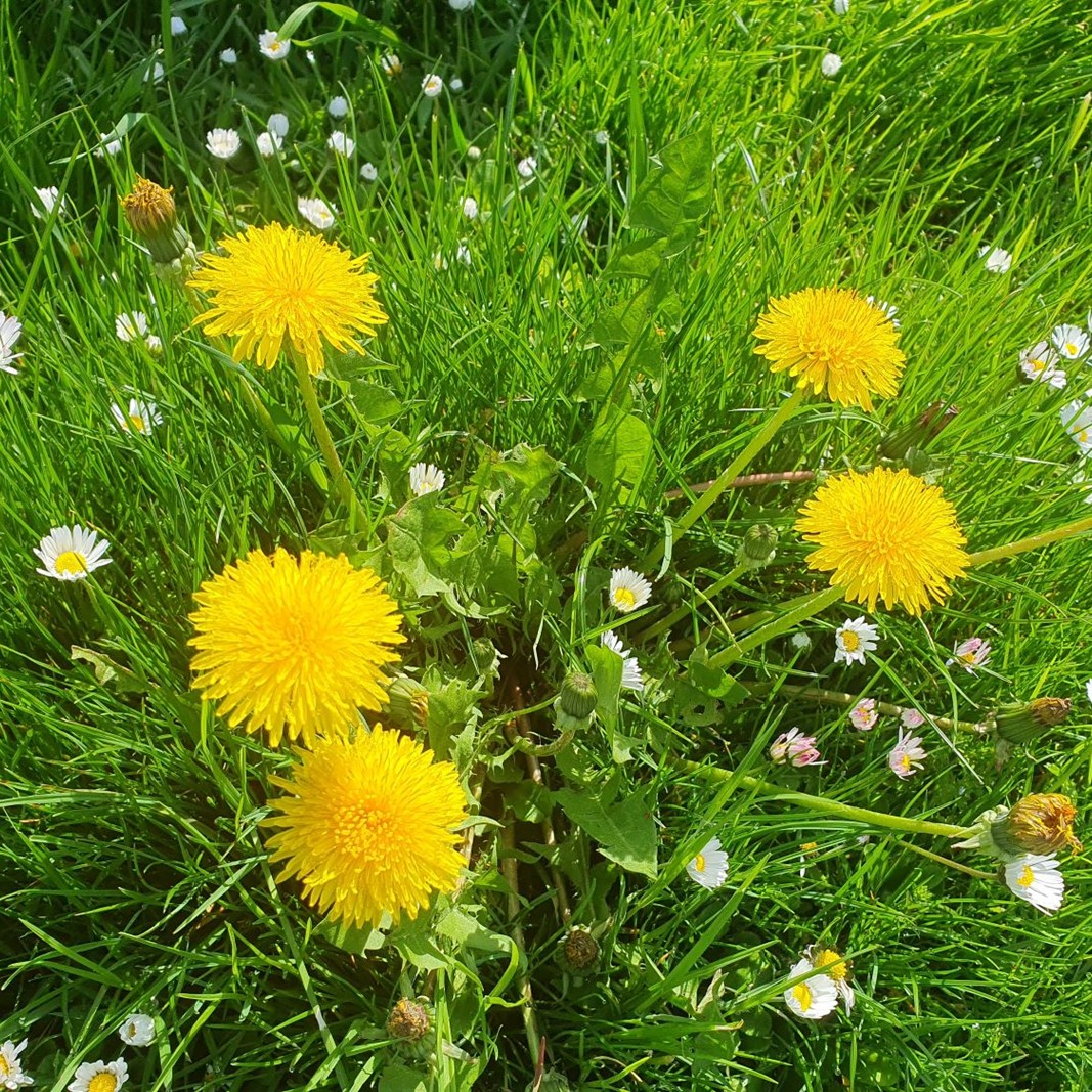 Eine Wiese mit gelben Loewenzahnblüten.