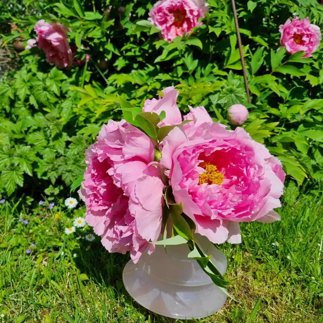 Vor einem Pfingstrosenstrauch steht eine rosa Vase mit Pfingstrosen.