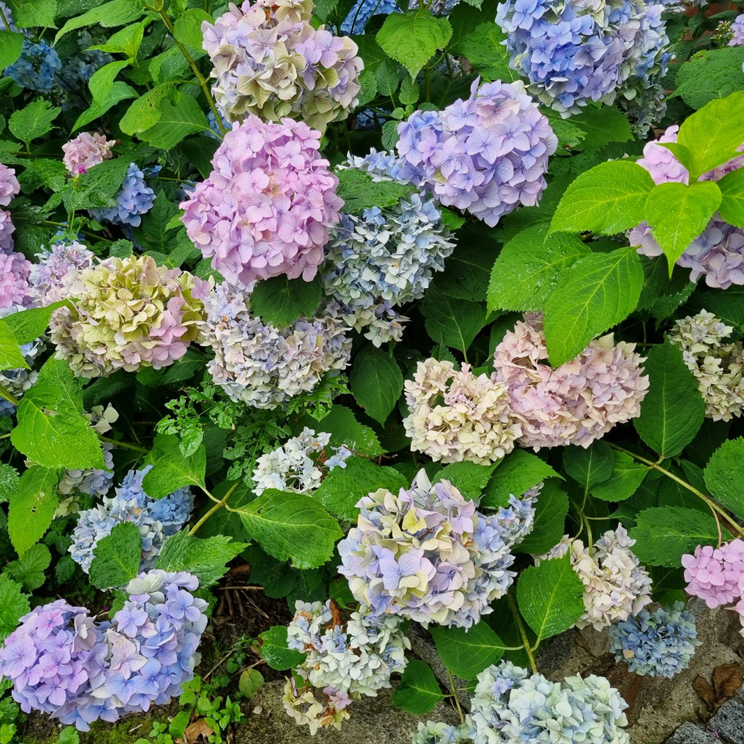 Ein Hortensienstrauch in blau und lila Farbtönen. Vielfältig wie die Kinesiologie