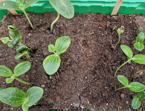 WAS DU SÄST, WIRST DU ERNTEN