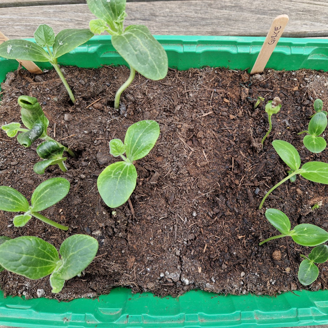 Eine gruene Pflanzschale mit kleinen Zucchini und Gurkenplanzen
