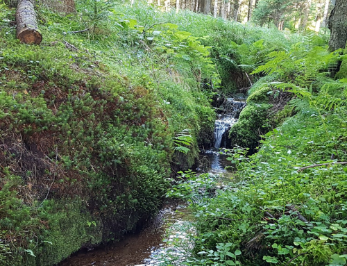 KANN MIR BITTE JEMAND DAS WASSER REICHEN?