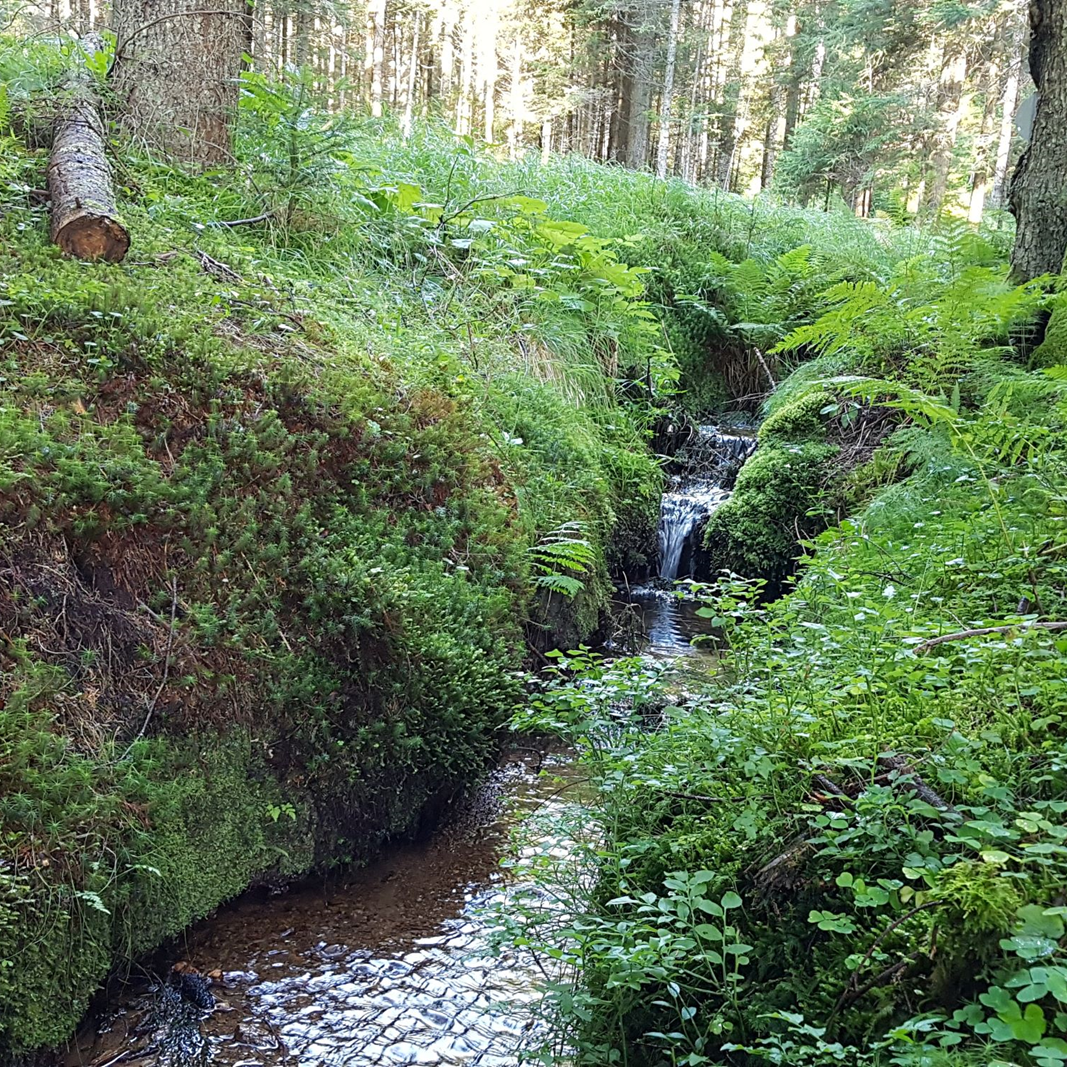 Ein Schmelzwasserbach in einem Wald, bringt klares Gebirgswasser.