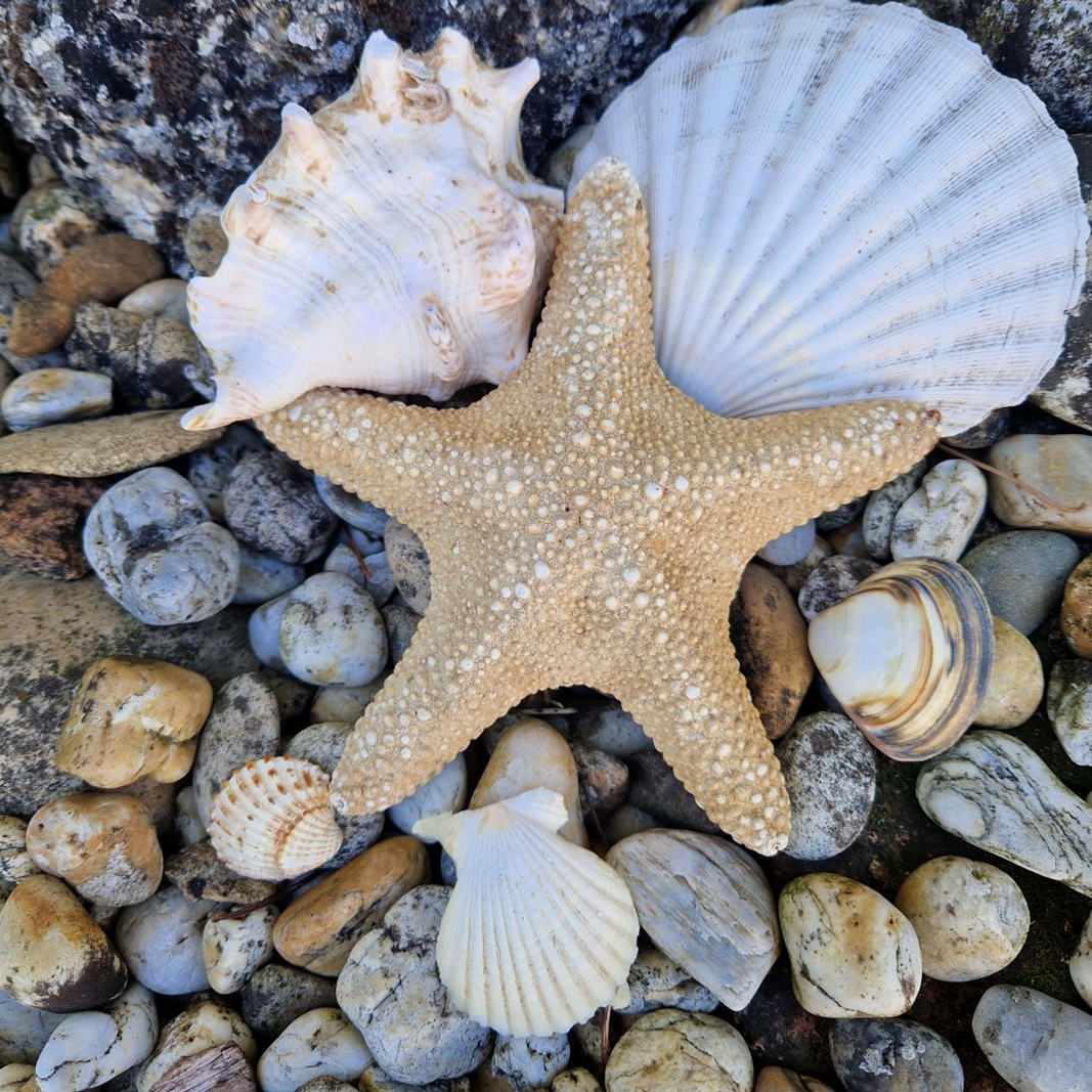 Ein Seestern und Muscheln liegen auf Steinen.